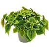 Exotenherz - Pianta da cannoniera - Pilea involucrata Moon Valley - Pianta cratere lunare - Vaso da 12 cm