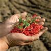 Generic wbut2023 50 semi, peperoncino africano Bird's Eye AKA Malawi Bird Chili, Piri Piri e Africano Devil