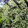 Generic Semi di gelsomino - rampicanti sono resistenti gelsomino stellato da giardino 200pcs