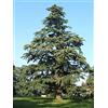 Vivaio di Castelletto Cedro dell'Himalaya Cedrus deodara pianta in vaso 8x8 cm Vivaio di Castelletto