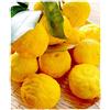 Generico Pianta di YUZU Citrus Junos - in vaso: Ø 22 cm - H. 70/80 cm