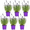 Bloomique - Set di 6 - Lavandula angustifolia - Pianta di lavanda - Piante da giardino - Resistente al freddo - Alte 15-20 cm - Vaso da 10,5 cm