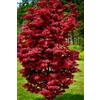 Vivaio di Castelletto Acero Rosso Giapponese, Acero Palmatum Twombly's Red Sentinel, Pianta in Vaso ø 17 cm, Albero vero Vivaio di Castelletto