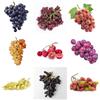 Generic piante d'uva semi resistenti, piante d'uva - letto rialzato, frutto colonnare resistente comprare viti pianta, frutti esotici alberi da frutto colonnari, semi di giardino Piante 120pcs