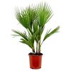 Bloomique - Washingtonia Robusta - Palma Messicana a Ventaglio - Palma da Giardino Resistente al Freddo - Piante da Esterno - Altezza 80-100 cm - Vaso 21 cm