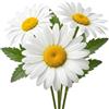 Generico Semi Margheritone Bianco Regina di Maggio | Varietà Precoce e Perenne | Fiori Grandi e Luminosi | Alta Germinazione | Ideale per Giardino e Balcone | Fioritura Abbondante