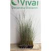 Vivai Decandia Giovanni 3 x PIANTA di GINESTRA ODOROSA 'SPARTIUM JUNCEUM'