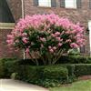 Vivaio di Castelletto Lagerstroemia indica Rosa Muskogee pianta in vaso ø19 cm h 40/60 cm Vivaio di Castelletto
