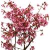 Generisch Ciliegia decorativa Prunus Okame 40-60 cm