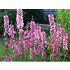 Generic 50 graines de fleurs de damier rose Sidalcea Hendersonii Henderson's Checkerbloom