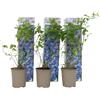 Plant in a Box - Mirtillo - Set di 3 - Resistente Vaccinium corymbosum - Vaso 9cm - Altezza 25-40cm