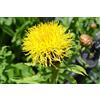 Generic Germinazione I Semi: Giallo armena Basketflower Fiordaliso Premium 10 Bustina di Semi