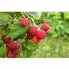 Vivaio di Castelletto Lampone Rubus idaeus Rossana frutti di bosco pianta in vaso ø18 cm Vivaio di Castelletto
