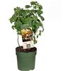 Vivaio di Castelletto Ribes bianco frutti di bosco pianta in vaso ø18 cm Vivaio di Castelletto