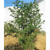 Generic 50 graines d'herbes d'absinthe douce Artemisia Annua Sweet Annie Mugwort Sayword