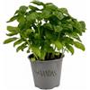 VANDAS Basilico Comune - Pianta Aromatica Fresca | Ideale per Cucina Italiana | Vaso 12.5cm | Foglie Profumate e Rigogliose | Made in Italy (3)