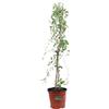 eGarden.store pianta di Bignonia pianta da esterno pianta da giardino pianta ornamentale di Bignonia pianta vera venduta da eGarden.store (Bignonia Unguis Cati)