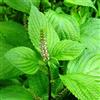 Eljardinensupuerta Perilla frutescens - Shiso verde - Spg - Semi
