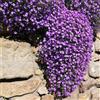 Generic Semi di cuscino blu, semi di cuscino blu, semi di cuscino blu tappezzanti decorazione da giardino, molto adatta alle e agli insetti tappezzante, decorazione da giardino per esterni 250pcs