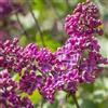 le Georgiche Vivai le Georgiche - Pianta vera di Syringa vulgaris Andenken an Ludwig Spath Syringa vulgaris 'Souvenir de Madame Louis' Lillà 'Andenken an Ludwig Späth' - vaso Ø 17 cm