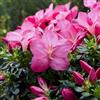 le Georgiche Vivai le Georgiche - Pianta vera di Azalea impeditum Anouk Rhododendron impeditum 'Anouk' Rododendro 'Anouk' - vaso Ø 17 cm - altezza alla vendita 15-20 cm