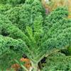 Generic semi di cavolo riccio - balcone rare resistenti regali giardino vecchie varietà perenni 800pcs