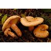 Mycelium Lactarius Deliciosus - Mycelium - Foresta di funghi - Coltiva i tuoi funghi