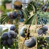 Generic Diospyros Digyna - semi Semi di kaki, resistenti per giardino, biologici, per balconi 40pz