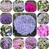 Generic semi di flox, perenne resistente, flox da tappeto ornamentali decorazione tappezzante flox per luoghi soleggiati da giardino, semi 1200pcs