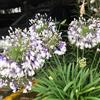 Generic Semi di Agapanthus, regali per giardinieri esotiche semi di serre da balcone vecchie varietà resistenti per il giardino rare 200pcs