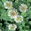 Generic semi biologici di trifoglio bianco - giardino resistenti balcone esterno 100pcs