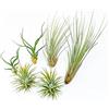 PLANDAIRE - PACK Piante d'aria - Tillandsia Ionantha, T. Bulbosa, T. Juncea - Piante da fiore naturali - Esterno e Interno (6)
