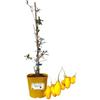 P. Piantine da Orto | Goji Amber Sweet, Vaso da 2L, Pianta Pronta per il Trapianto, Pianta Vera da Orto, da Balcone e da Esterno, Vivaio Italiano