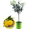 SUN TOUCH Pianta di Yuzu - Citrus junos - H50-60cm - vaso ø18 (Vaso Verde)