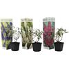 Plant in a Box - Buddleja Davidii Mix - 3 diversi cespugli di farfalle - Viola, lilla, bianco - Vaso 9cm - Altezza 25-40cm