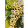 eGarden.store Pianta di Vite pianta di uva vigna da tavola pianta di uva innestata pianta vera di vite venduta da eGarden.store (Regina)