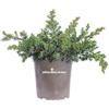 eGarden.store Pianta di Juniperus Conferata Blue Pacific o Junieprus Rigida Blue Pacific o Ginepro pianta ornamentale tappezzante da esterno pianta vera venduta da eGarden.store