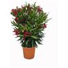 Generic N2 Pianta Oleandro, Nerium Oleander, Piante a cespuglio, Piante da siepe per esterno diametro vaso 22 cm fiori colori casualii (Rosso)