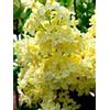 SVI 25 Giallo Lilla semi di albero fragrante Hardy perenne arbusto Garden Bloom