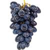 AMDGARDEN Pianta di Uva Vite Innestata Don Mariano Napoleon Nera da Tavola in Vaso 16 cm