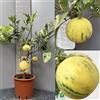 SAVINI VIVAI L'ARTE DI FARE NATURA SAVINI VIVAI Pianta di Arancio Albero di Agrumi Arancio Variegato in Vaso da 20 cm Altezza 70 cm 2-3 Anni di innesto Made Italy