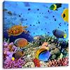 Pixxprint Pesci sopra la barriera corallina Stampa su Tela 70x70 cm Artistica murale