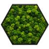 I GIARDINI DI GIULIA - Quadro Esagonale Verde Stabilizzato con Muschio e Licheni Naturali - Decorazione Vegetale di Design per Casa e Ufficio - Senza Manutenzione (Esagonale 80x80 cm, con Cornice)