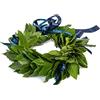 coronedilaurea.com Corona di alloro fresca Royal fatta a mano in Italia | Corona lauream con foglie naturali e fiocco in raso | Tradizionale corona d'alloro per cerimonia laurea e festeggiamenti | Royal blù