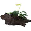 TROPICA Anubias barteri var. nana rooted on a piece of mangrove wood - Piante d'acquario