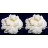 KEFIRALIA Pack 2X 40g di Granuli Di Kéfir Di Latte + Istruzioni + Ricette + Aiuto e consigli in italiano - KEFIRALIA®