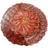 Casa Ortega - Selezione 100% iberico Bellota - Assortimento di specialità iberiche da suini alimentati a ghiande