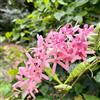 Generic Petrea volubilis - semi di scalatrice balcone semi primavera ufficio giardino interno 10pcs