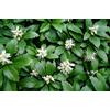 PERAGA GARDEN PACHYSANDRA TERMINALIS BOX 6 PIANTE sempreverde perenne