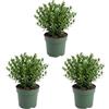 Bloomique - Set di 3 - Ilex Crenata Jenny - Agrifoglio giapponese - Gaultheria - Resistente - Piante da balcone - Altezza 10-20 cm - Vaso 10 cm